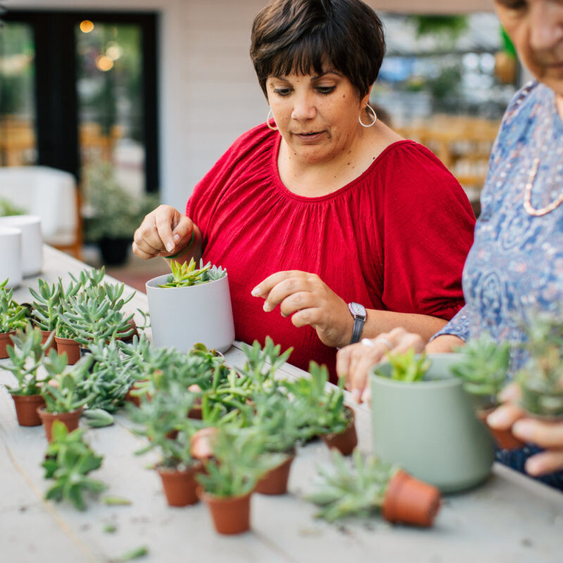 Plant Arranging