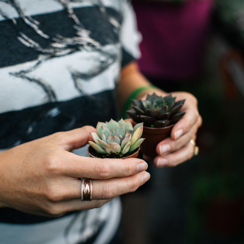 Selected Succulents