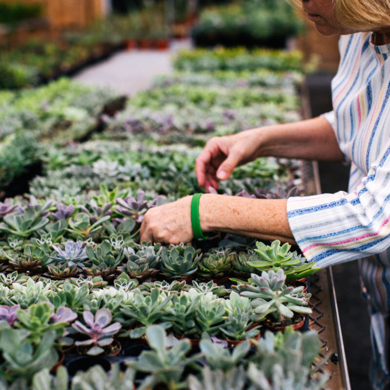 Client selecting plants from greenhouse