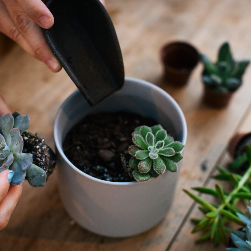 Plant Arranging